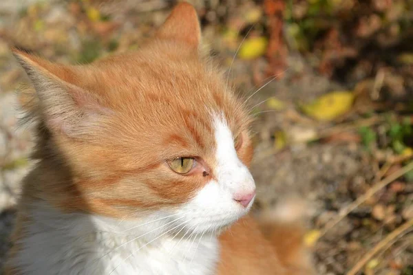 Krásná Zázvorová Kočka Zahradě — Stock fotografie