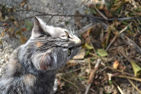 庭のグレーのタビー猫 — ストック写真