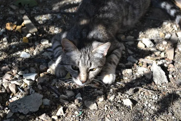 Šedý Tabby Kočka Plíží Zahradě — Stock fotografie