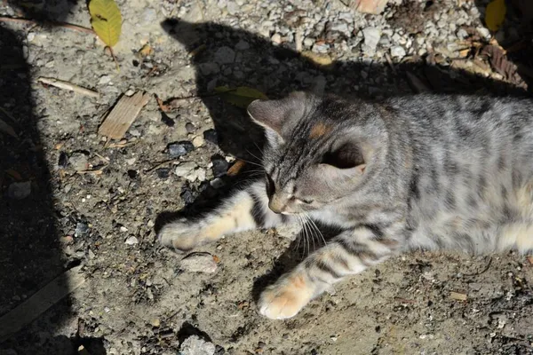 Šedý Tabby Kočka Plíží Zahradě — Stock fotografie