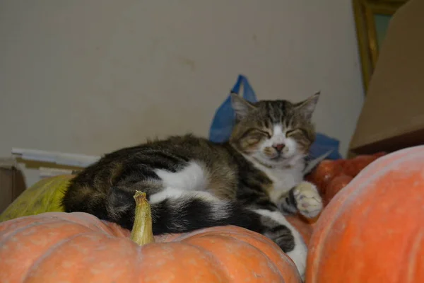 Čistokrevný Krásný Tabby Kočka — Stock fotografie