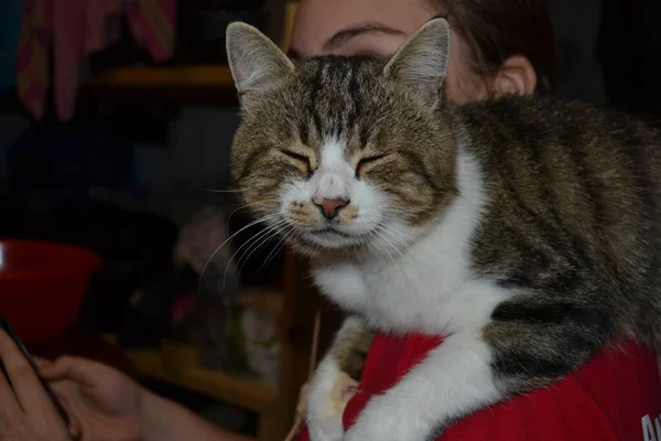 Puro Raça Bela Tabby Gato — Fotografia de Stock