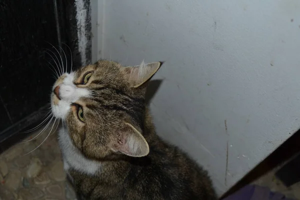 Puro Raça Bela Tabby Gato — Fotografia de Stock