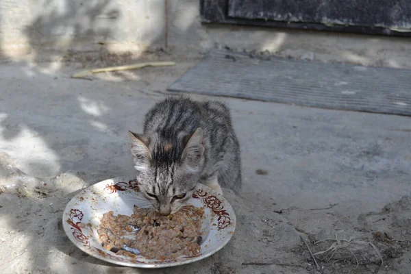 Grå Tabby Katt Trädgården — Stockfoto