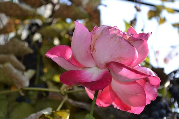 Maravillosa Rosa Fondo Del Jardín — Foto de Stock