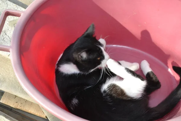 Gato Preto Branco Com Olhar Expressivo — Fotografia de Stock