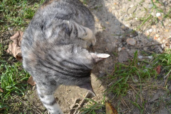 Bahçedeki Gri Tekir Kedi — Stok fotoğraf