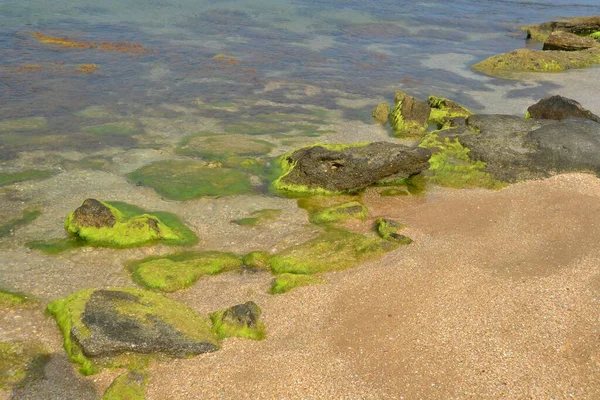 Гарні Камені Узбережжі Чорного Моря Вкриті Зеленим Цвітом — стокове фото