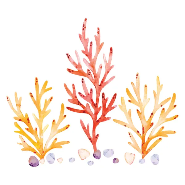 海の動物 熱帯植物 サンゴ サンゴ ヒトデ 貝殻のベクトル図 — ストックベクタ