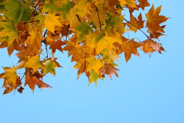 Sonbahar yaprakları bir ağaçta, parlak, sonbahar, mavi gökyüzü, parlak güneşli bir gün, arka plan olarak gökyüzü, metin için yer