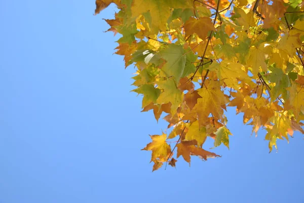 Sonbahar yaprakları bir ağaçta, parlak, sonbahar, mavi gökyüzü, parlak güneşli bir gün, arka plan olarak gökyüzü, metin için yer