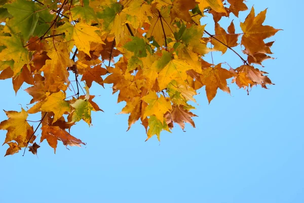 Sonbahar yaprakları bir ağaçta, parlak, sonbahar, mavi gökyüzü, parlak güneşli bir gün, arka plan olarak gökyüzü, metin için yer