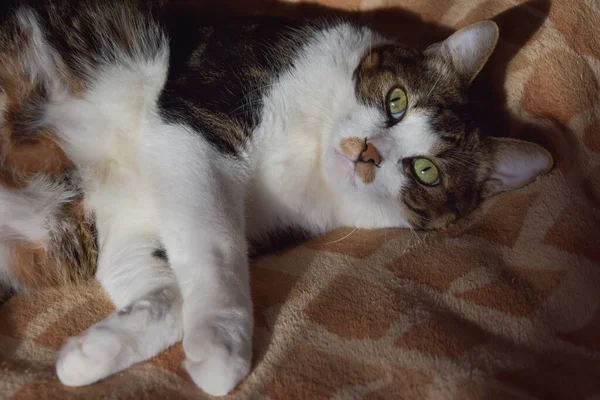 Evcil Kedi Kameraya Bakar Büyük Yeşil Gözler Bir Battaniyenin Üzerinde — Stok fotoğraf