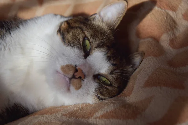 Kedi Kedi Ağızlığı Yakın Plan Portre Kedi Battaniyenin Üzerinde Yatıyor — Stok fotoğraf