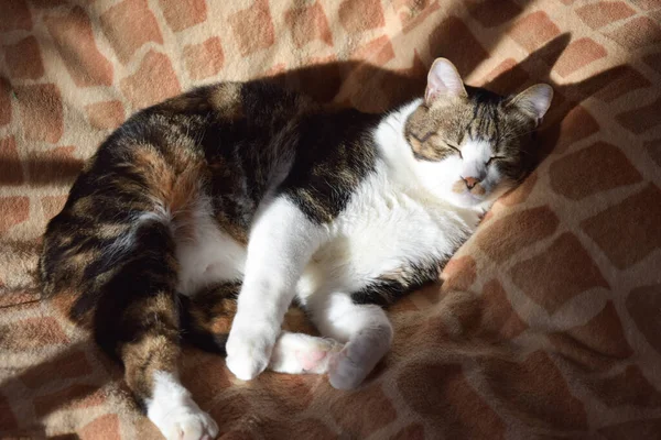 Kedi uyuyor, kedi kanepede uyuyor, güneş altında, beyaz pençeler, kapalı gözler, evcil kedi, iyi beslenmiş ve şişman kedi