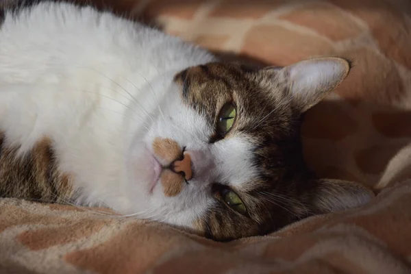 Gatto Guarda Macchina Fotografica Aprire Gli Occhi Verdi Volto Del — Foto Stock