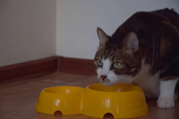 Kedi, sarı bir kâsenin yanında oturuyor. Sağlıklı, karnı doymuş bir kedi. Gözleri açık.