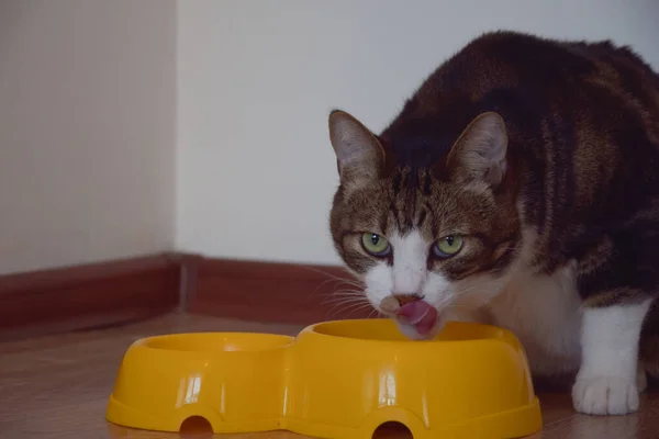 Evcil kedi büyük bir kase kuru yemekle oturur ve dudaklarını yalar, kedinin ağzını ve dilini kapar.