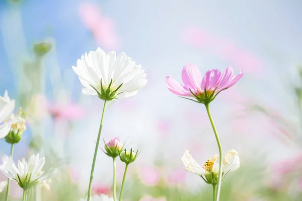 White Pink Cosmos Flower Garden —  Fotos de Stock