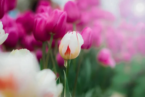 Белый Тюльпан Саду — стоковое фото