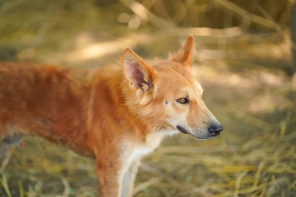 Вуличний Собака Селі — стокове фото