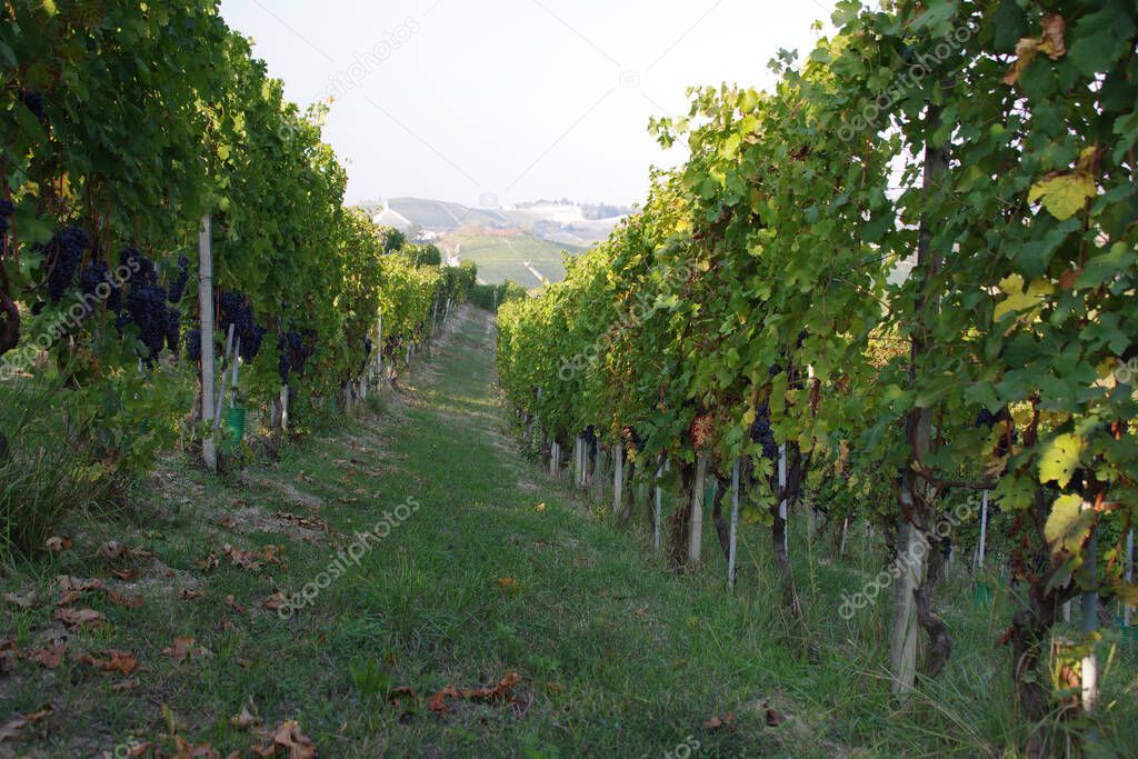 long rows of vineyard with bunches of grapes and hills in the background