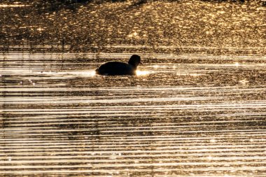 Gün batımında altın gölde yüzen ördek siluetiyle