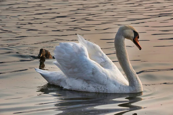美しい白い白鳥が夕暮れ時に湖を静かに横切り 近くのアヒルと一緒に泳ぐ — ストック写真