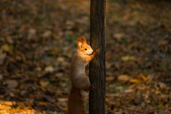 Esquilo Beautyfull Árvore Com Luz Agradável Sobre Ele — Fotografia de Stock