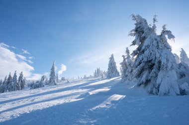 Karla kaplı bir orman. Açık havada karla kaplı dağ çamları. Kış dağı manzarası.