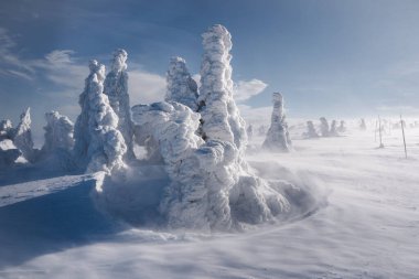 Karla kaplı bir orman. Açık havada karla kaplı dağ çamları. Kış dağı manzarası.