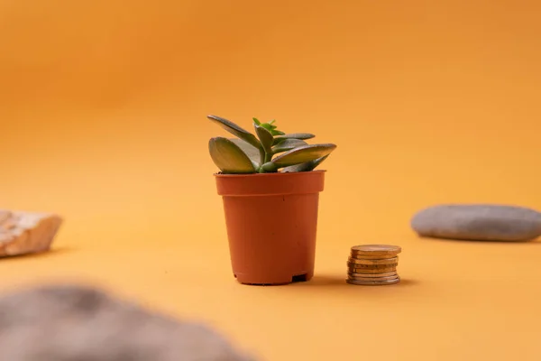 money tree plant. the concept of saving money and getting rich