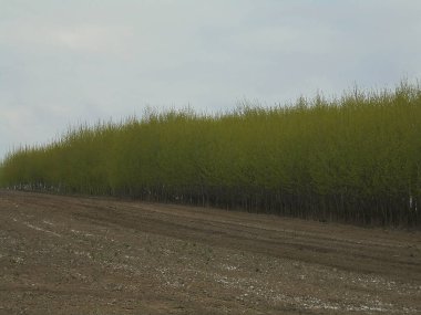 Bulutların altında büyüyen çıplak tarlalar ve genç ağaçların geçidi. Toprak tarlasının yanındaki küçük ağaçların arasında..
