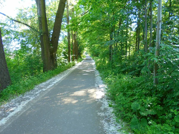 Cyclist Tourist Path Going Vegetation Forest Road Lined Willow Poplar — Stock Photo, Image