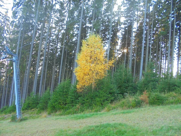 Majestueuze Scène Met Heldere Gele Berkenboom Die Zich Klaarmaakt Zijn — Stockfoto