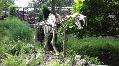 Soyu tükenmiş yırtıcının yapay heykeli bitki örtüsünün ortasında, hayvanat bahçesindeki maymun evinde bulunuyor.