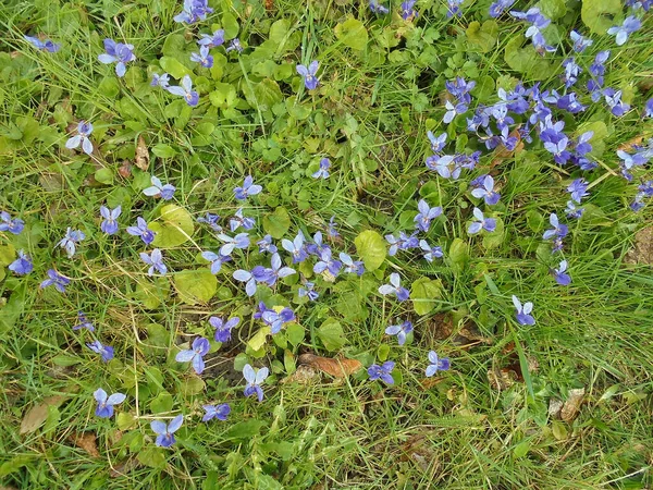 Bahar manzarası: Parlak yeşil çimlerde birden fazla mor çiçek