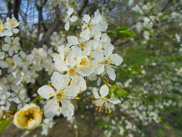 Szczegółowy Charakter Malownictwa Pełny Kwiat Dzikiego Drzewa Wiśniowego Białe Kwiaty — Zdjęcie stockowe