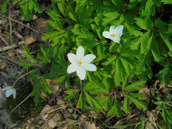 Детальный Вид Белого Ветроцветка Сома — стоковое фото