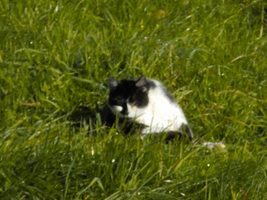 Bulanık görüntü: Güneşli bir yaz gününde, siyah beyaz kedi, taze koyu yeşil çimlerde, bir dağ çayırında dinleniyor..
