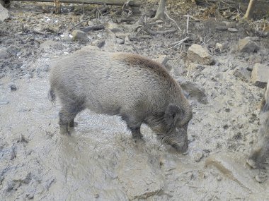 Çek Cumhuriyeti Beskydy Dağları 'ndaki Bila köyünde, burnu ile yapışkan çamurda kök salan ve yiyecek arayan büyük yetişkin yaban domuzlarına yan bakış.