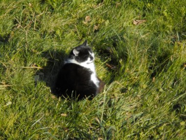 Siyah beyaz kürklü gevşetici kedi yeşil çimenlikteki çayırda rahatça oturuyor, ılık sonbahar güneşinin tadını çıkarıyor..