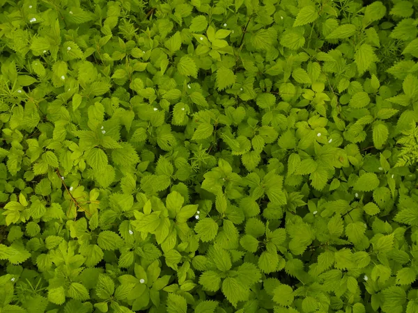 Contexto Várias Plantas Múltiplas Formando Denso Tapete Verde Folhagem Prado — Fotografia de Stock