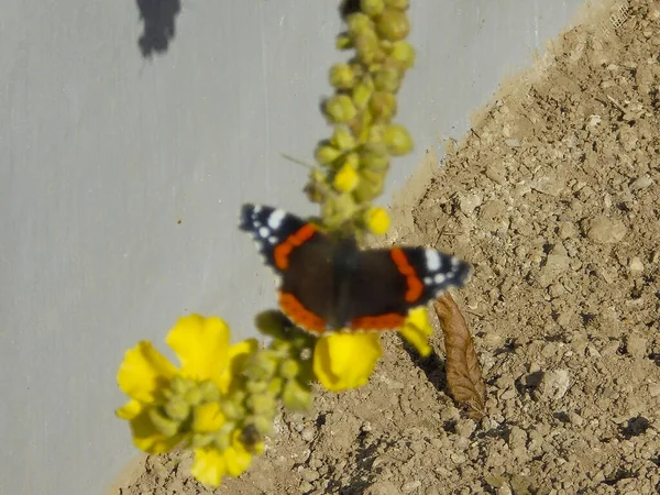 Blurred image: Red admiral butterfly showing its mimicry, red stripes and white dots,while sitting on a yellow denseflower mullein plant above dry soil.