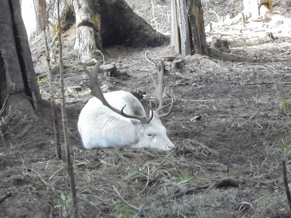 捷克别斯基迪贝拉村 罕见的白白化病哺乳动物休养鹿与大鹿角躺在和放松的森林地面上的游戏圈养 — 图库照片
