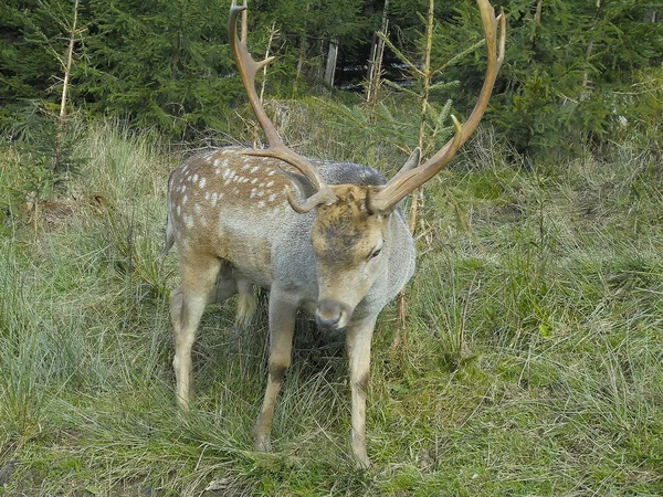 捷克别斯基迪市别尔村 雄伟的公鹿 长着硕大的鹿角 站在高高的草地上 准备保卫自己的领地 — 图库照片