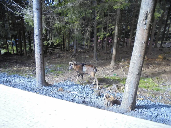 Image Floue Majestueux Moufflon Mâle Marchant Parmi Les Épinettes Près — Photo