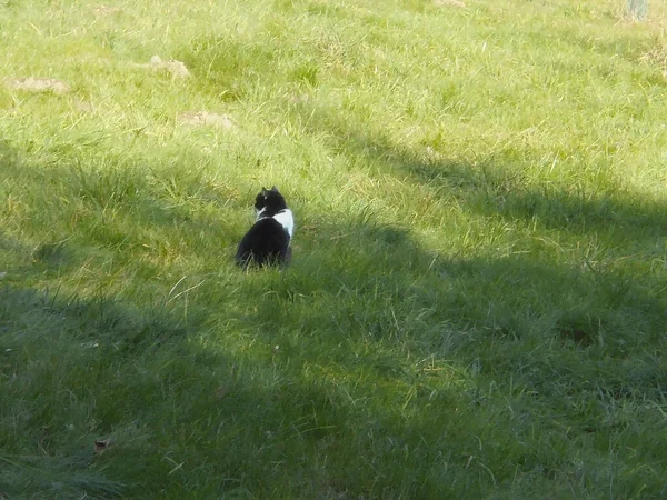 Semiwild Cat Black White Color Sitting Edge Tree Shadow Meadow — Stock Photo, Image