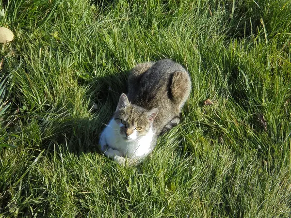 在阳光明媚的日子里 一只背带棕色毛皮 头戴白色毛皮 长着黄色眼睛 躺在鲜绿的草地上悠闲自在的猫的俯瞰全景 — 图库照片