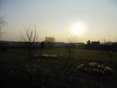 Bahar günbatımının zıt görüntüsü. Parlak güneş, tamamen parlak gökyüzünde. Bahçede sayısız narsislik hâlihazırda gölgede..
